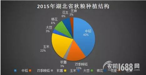 夏糧豐收后，秋糧種植新選擇 薯類作物的市場機遇與銷售策略