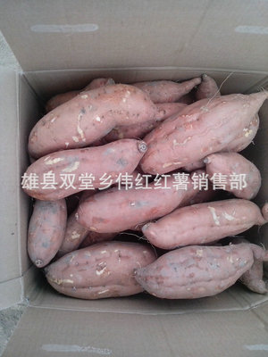 電烤紅薯新風(fēng)尚 雄縣雙堂鄉(xiāng)偉紅紅薯銷(xiāo)售部長(zhǎng)期專業(yè)供應(yīng)